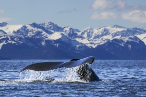 View of Humpback whale lifting its tail as it dives under the surface at sunset, Inside Passage, Southeast Alaska